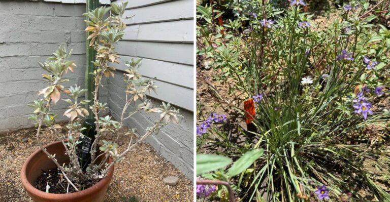 What It Means When California Plants Start Slowing Down In Fall