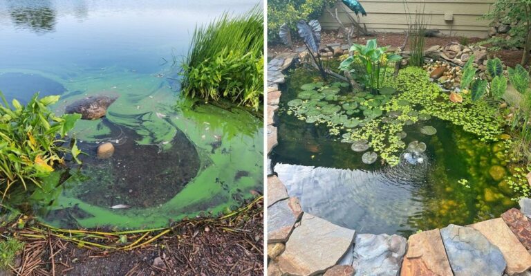 The Green Film Spreading Across Kentucky Ponds In September