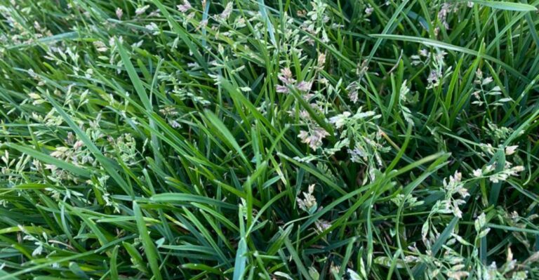 This Fall Lawn Weed Starts Growing Before Most Georgia Homeowners Notice It