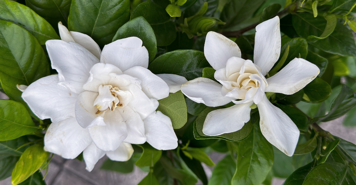 Gardeners (featured image)