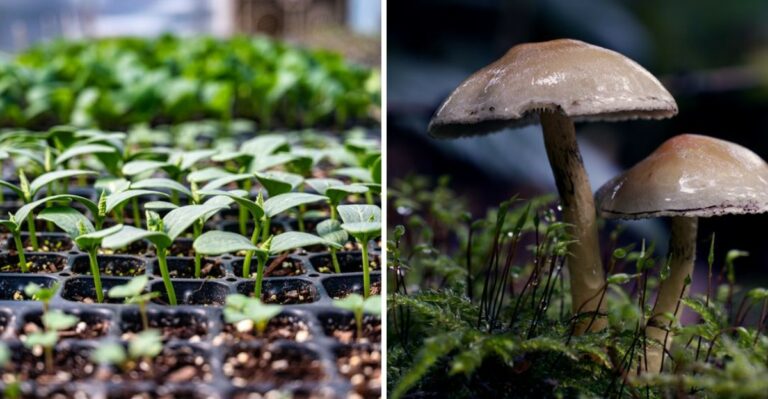 Why This Seasonal Temperature Swing Is Bad For Tennessee Garden Plants