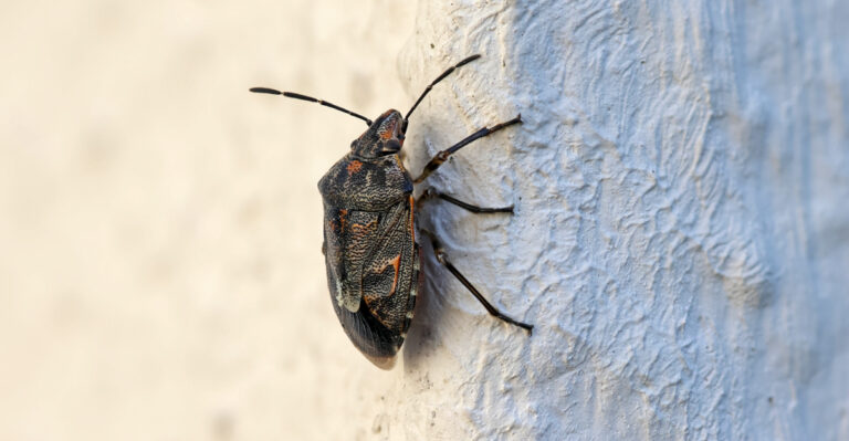 The Reason Stink Bugs Pick One Side Of A Maryland House And Ignore The Other