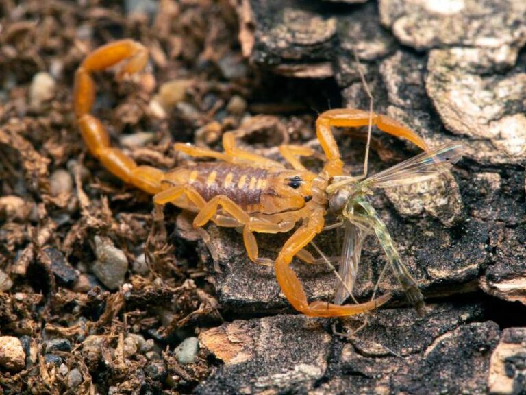 Scorpions Can Still Be Active in Arizona in October – How to Inspect Safely