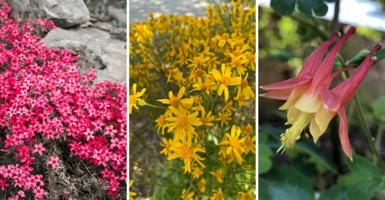 Plant These Virginia Natives This Fall, And Your Yard Bursts Into Color By April