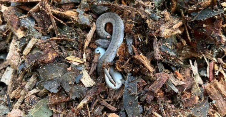 Why Small Snakes Love The Damp Mulch Florida Gardeners Use Around Plants