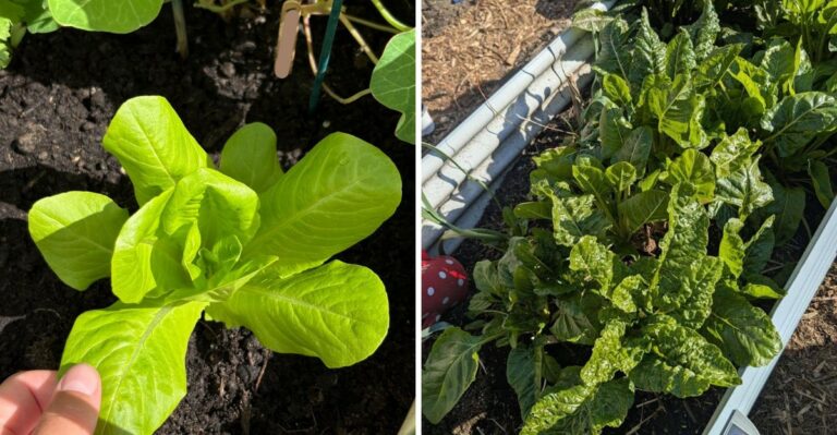 Never Transplant Fall Greens During North Carolina’s Afternoon Heat (Here’s Why)
