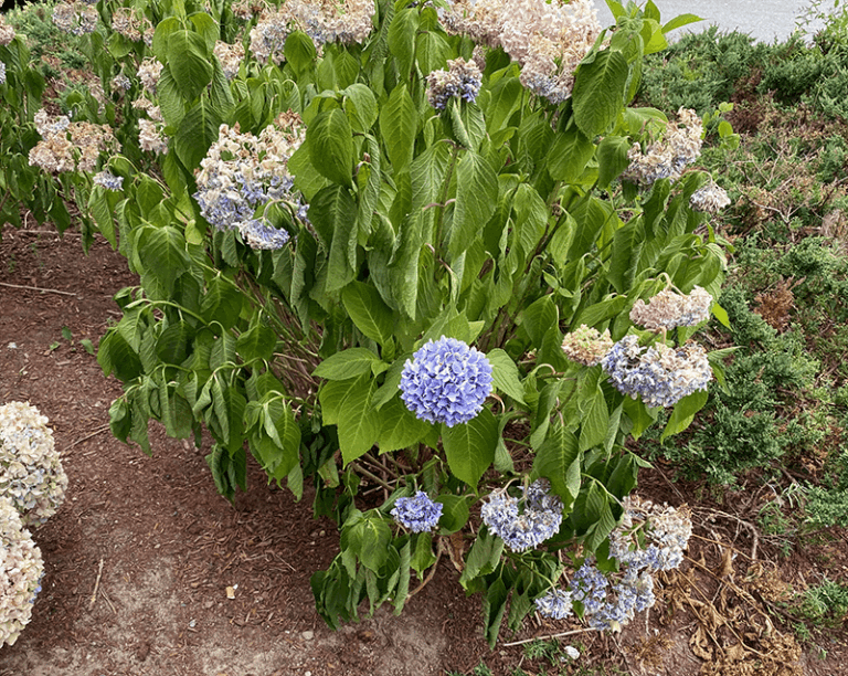 You keep watering — but here’s why your Oregon hydrangeas still wilt every afternoon