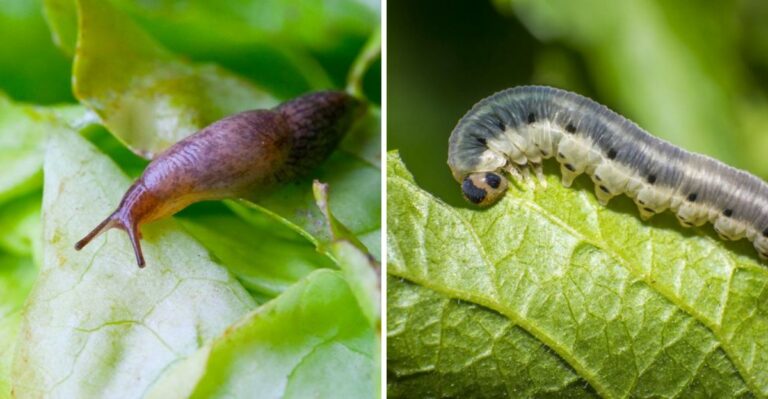 The Most Common Fall Vegetable Pests In Pennsylvania