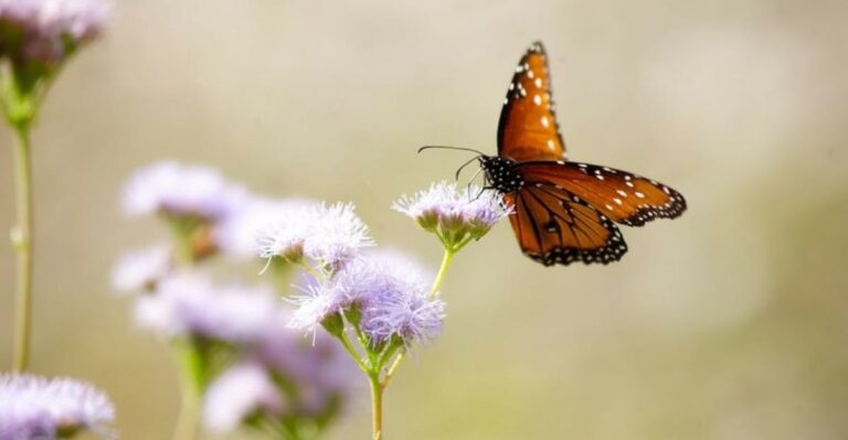 The Texas Native That Attracts Both Monarch And Queen Butterflies In September