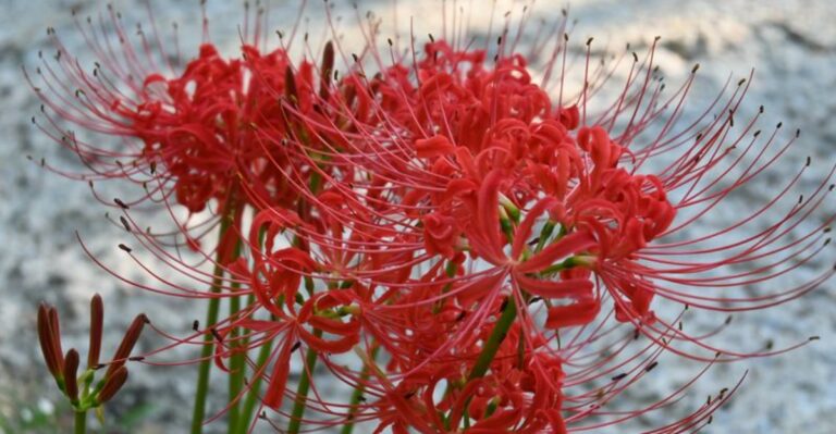 This Unusual Bulb Blooms In Georgia Gardens Before Its Leaves Appear