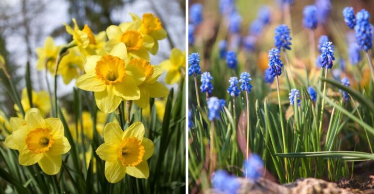 7 Spring Bulbs To Plant In Your Pennsylvania Garden This Fall