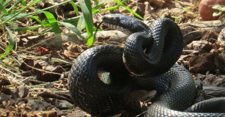 Is Your Florida Yard Quietly Inviting Snakes Closer This September?