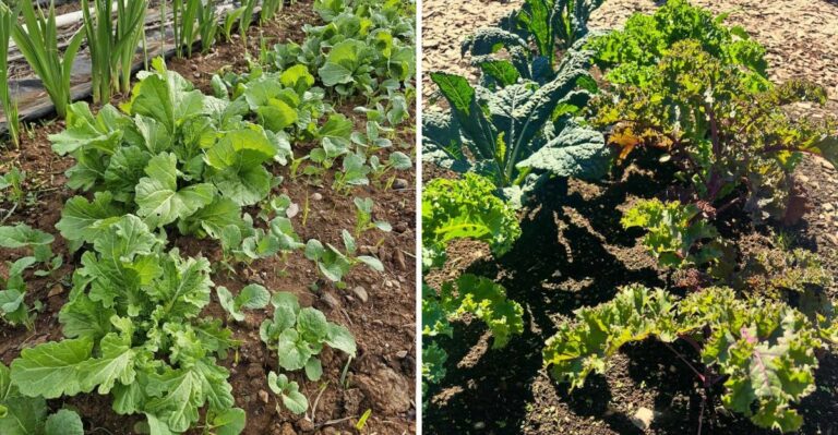 Cool-Season Crops Michigan Gardeners Can Still Plant This September