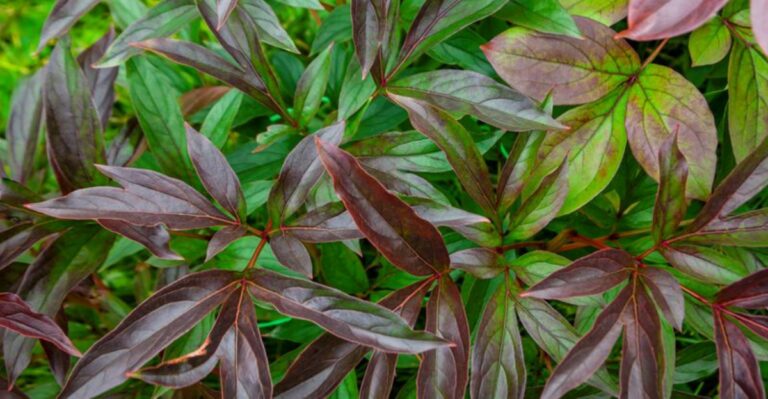 peony leaves in fall