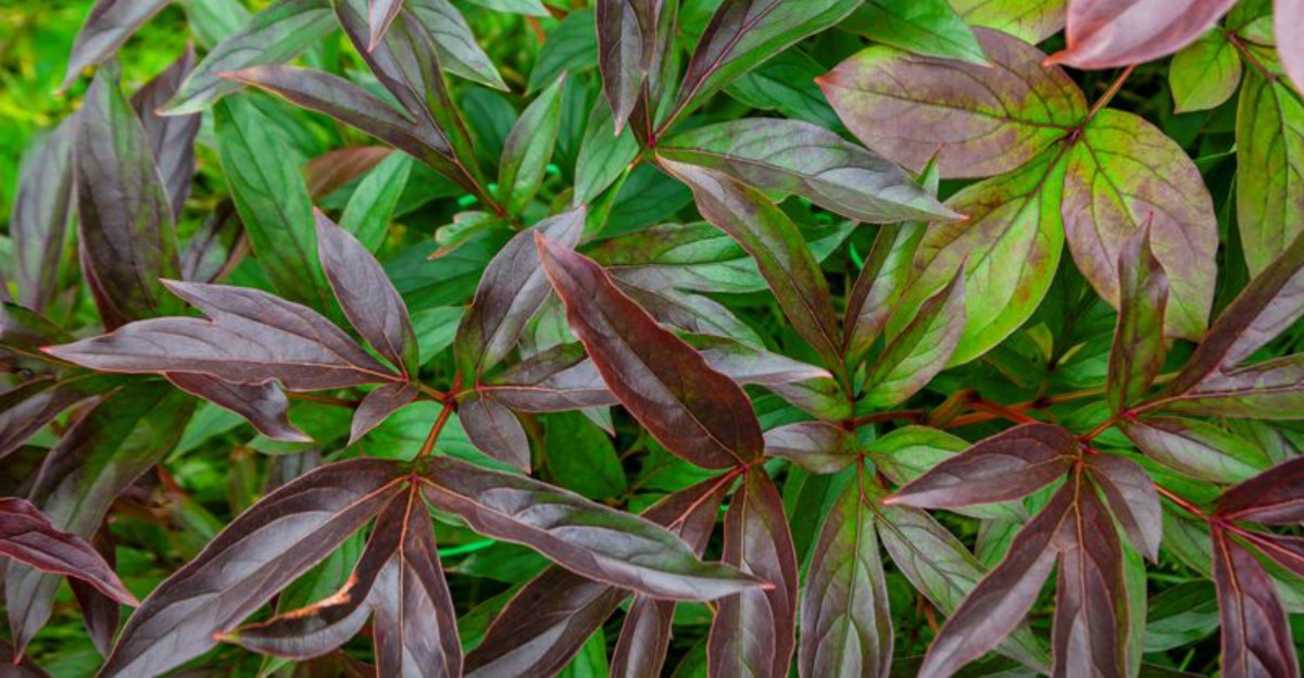 peony leaves in fall