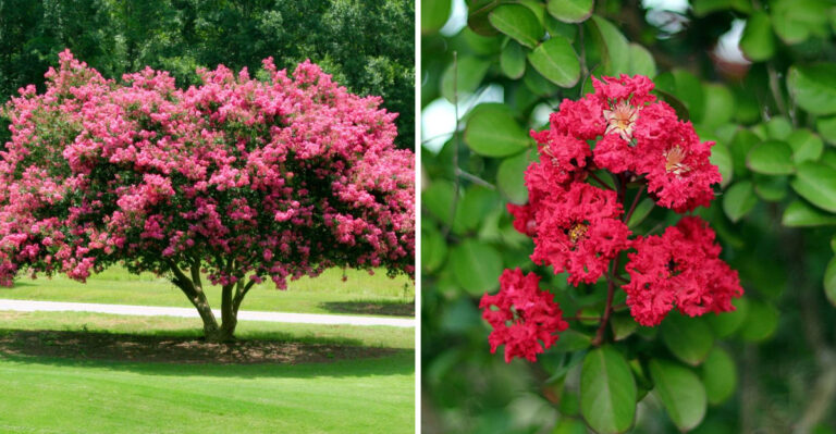 Why You Should Stop Fertilizing Your Pennsylvania Crape Myrtle In September
