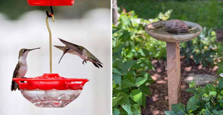 Why Your Florida Yard Is Missing Hummingbirds And What Finally Brings Them In
