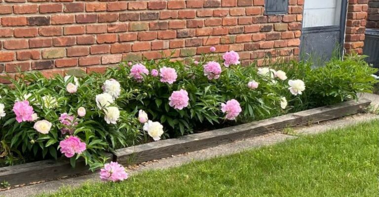 September Is The Month To Divide Missouri Peonies