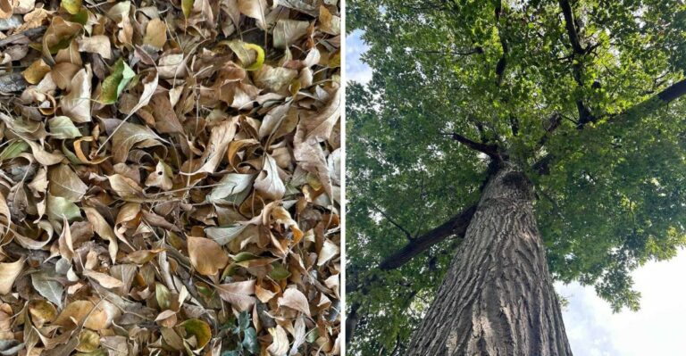 What To Leave In Your Georgia Trees This Fall To Keep Beneficial Owls Coming Back