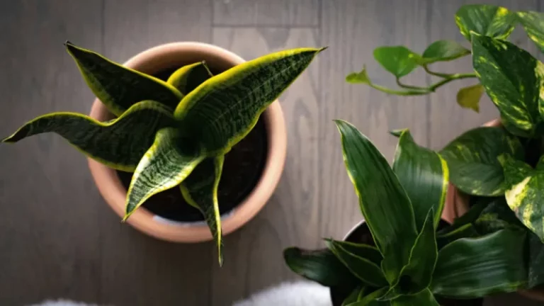 9 low-light houseplants that thrive through a dim Wisconsin winter without extra grow lights
