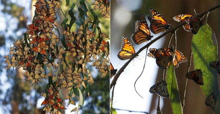 The Monarch Overwintering Spots Along The California Coast Every Gardener Should Know About