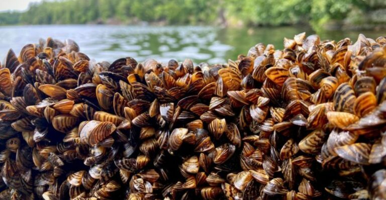 Iowa Boat Owners Are Being Asked To Check Their Docks For One Tiny Invader Before Winter