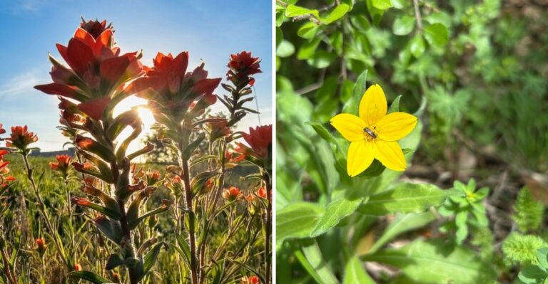 These Texas Flowers Look Almost Too Perfect
