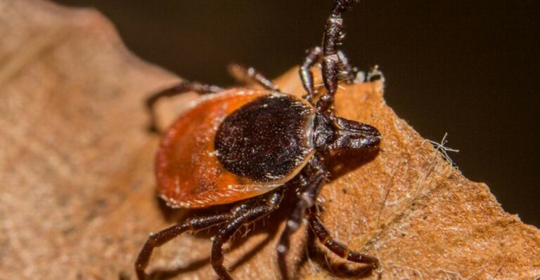 The September Yard Cleanup Mistake That Gives Ticks More Places To Hide This Fall In Ohio