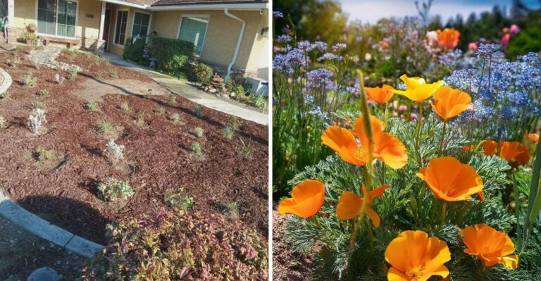 How To Replace A Tired California Lawn With Natives Before Winter Rains