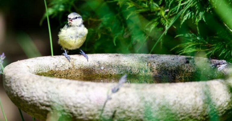 How Emptying Your Michigan Birdbath Before Freezing Weather Helps Winter Wildlife