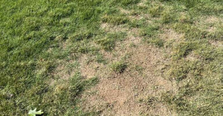 Why A Thick Florida Zoysia Lawn Can Still Develop Bare Patches After Summer