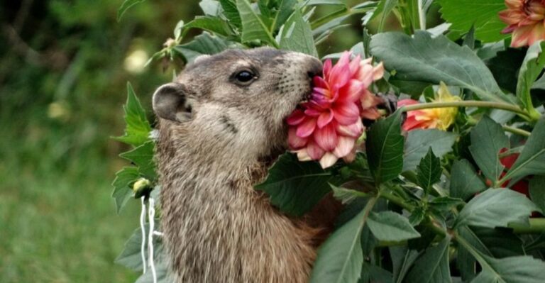 What It Means When A Woodchuck Makes A Home Under Your Michigan Porch