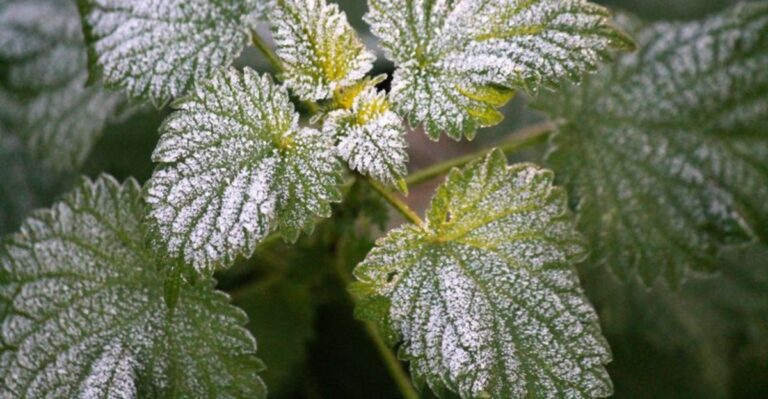 The Blue Ridge First Frost Is Coming And Here’s What Mountain Homeowners Should Do Now
