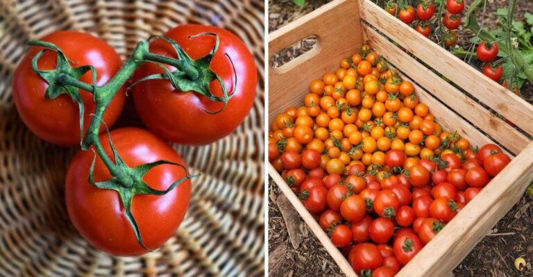 Never Leave Harvested Tomatoes In The Hot Ohio Sun