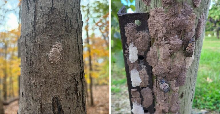 What Michigan Gardeners Should Check Before Spotted Lanternfly Eggs Hitchhike Into Their Yard
