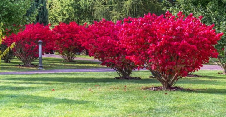 The Ohio Landscape Plant People Loved For Fall Color Before We Understood Its Invasive Side