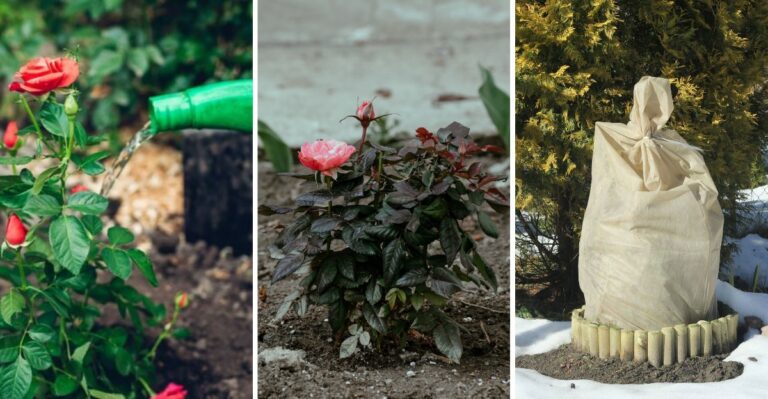 Protect Your Roses Before The First Freeze With These 9 Steps