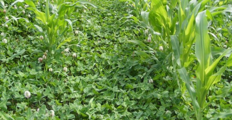 How Michigan Gardeners Use Cover Crops To Feed The Soil For Next Spring