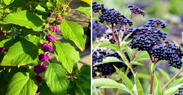 These Texas Shrubs Love Moisture And Feed Wildlife
