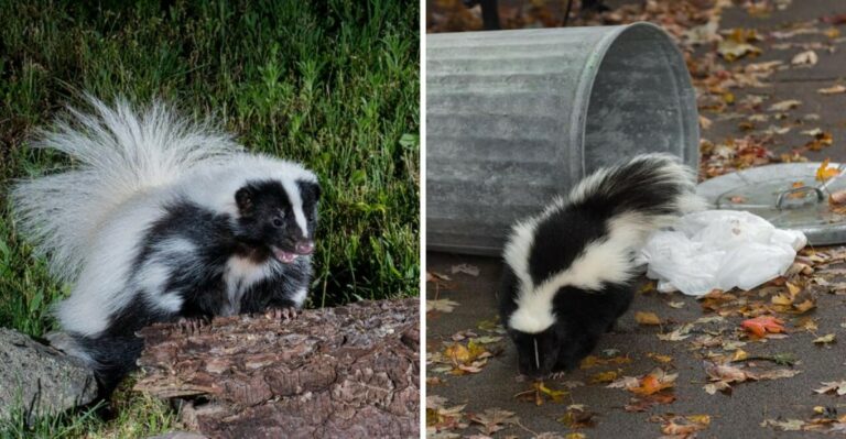 What To Do When Skunks Keep Showing Up In Your Pennsylvania Yard