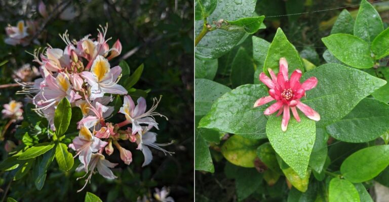 California Native Shrubs That Prefer Fall Planting Over Summer Stress