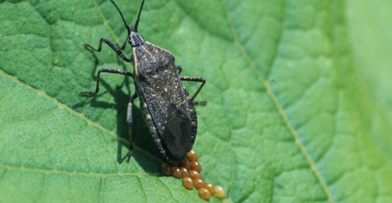The Silent Swarm Moving Into Late-Season Gardens In Mississippi