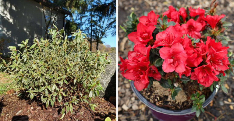 What Georgia Encore Azaleas Need In September For A Second Bloom This Fall