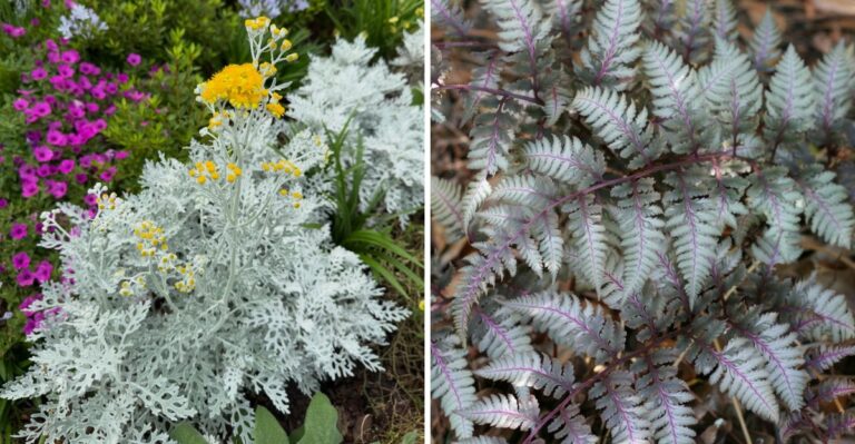7 Pennsylvania Plants With Silver Leaves