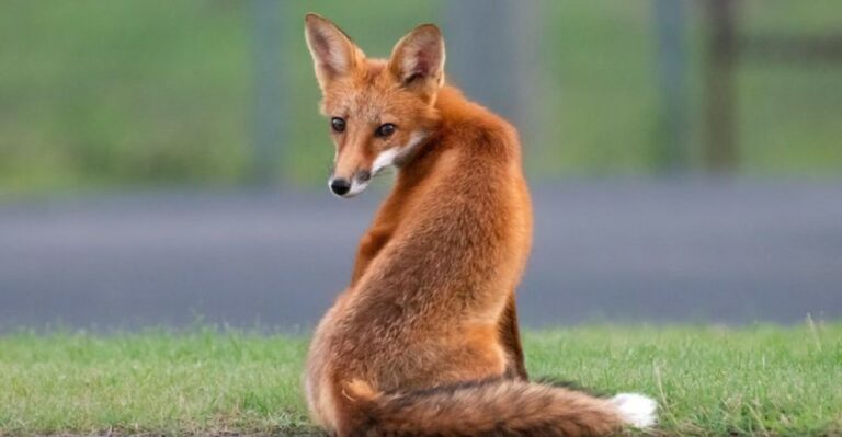 What To Do If A Fox Family Settles Near Your Georgia Yard