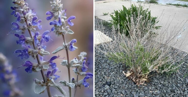 What Michigan Gardeners Should Do To Russian Sage Right After It Finishes Blooming