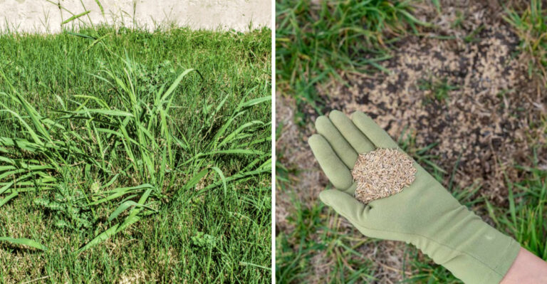 Crabgrass Can Still Add Thousands Of Seeds To Georgia Lawns Before Frost