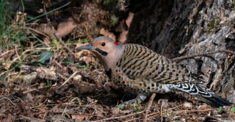 Why Northern Flickers Keep Returning To Your New York Yard