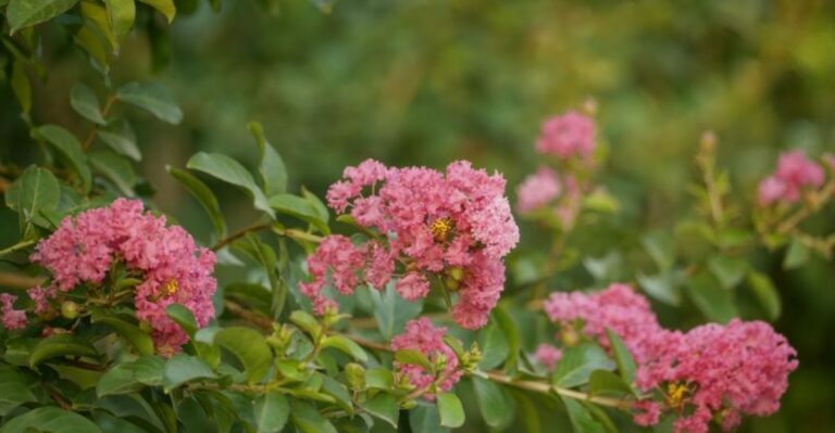Fall Is The Best Time To Plant A Crape Myrtle In Florida (Pick The Right One First)