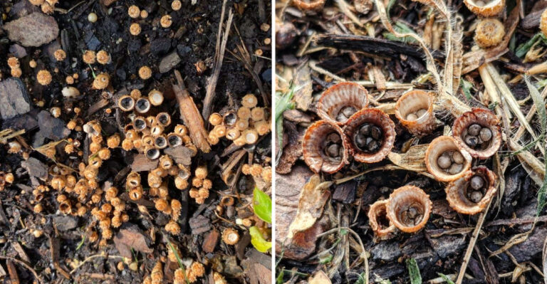 What Those Tiny Cup-Shaped Fungi In Oregon Mulch Are Actually Doing